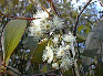 gum flower