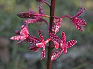 orchid