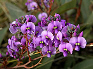 hardenbergia