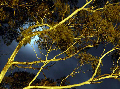 Tree against moonlight