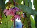 Pink flowering gum