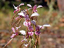 orchid
